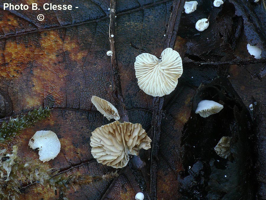 Crepidotus epibryus