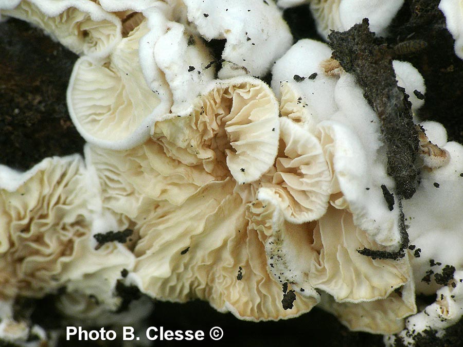 Crepidotus epibryus