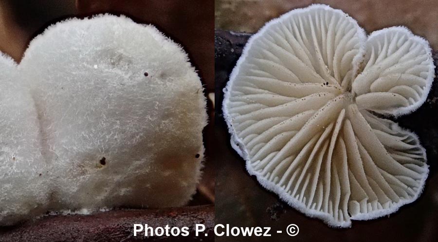 Crepidotus epibryus