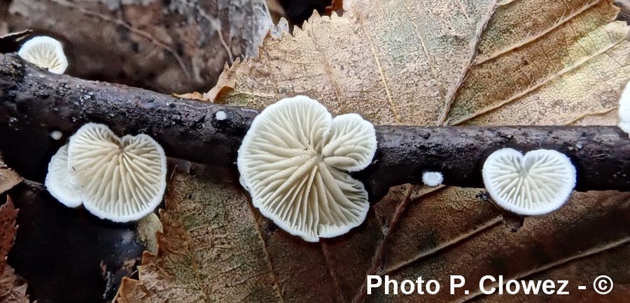 Crepidotus epibryus