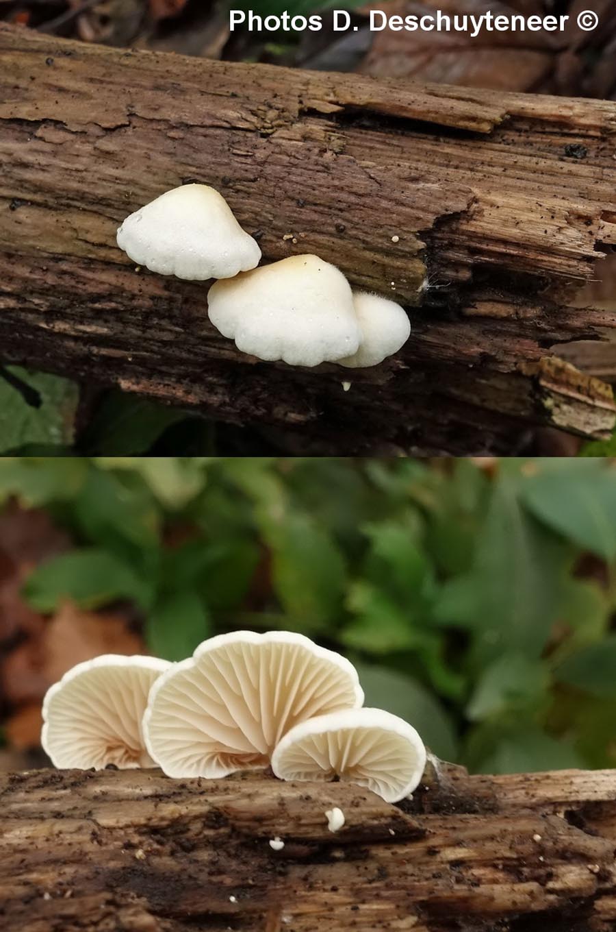   Crepidotus luteolus