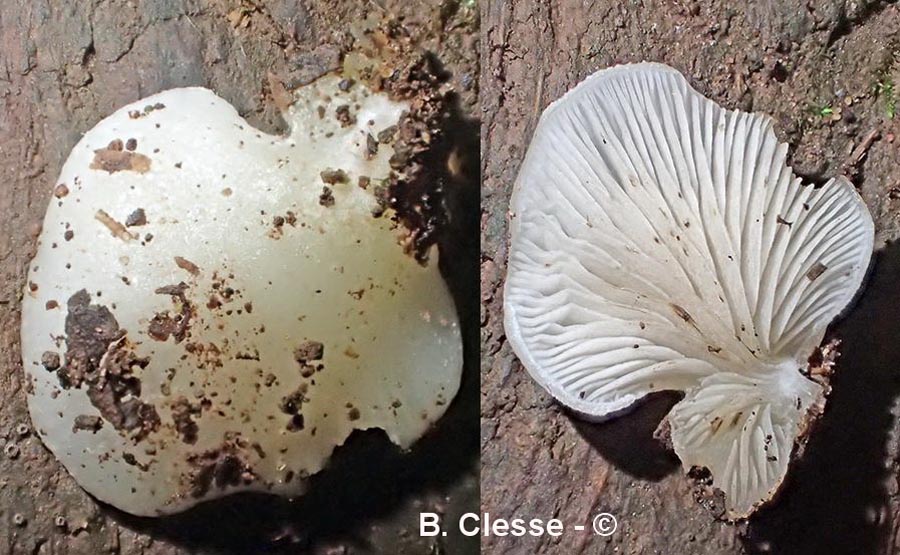 Crepidotus mollis