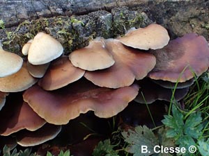 Crepidotus mollis