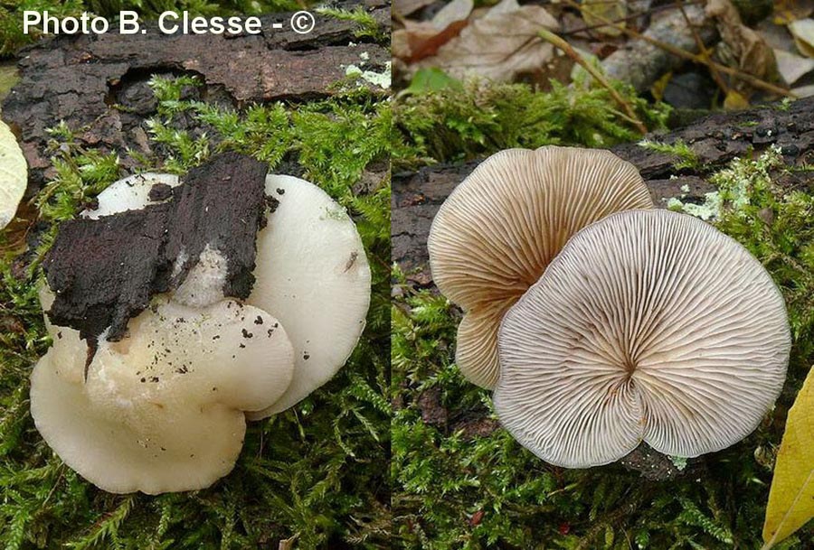 Crepidotus mollis