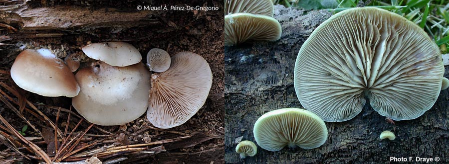 Crepidotus mollis (F. Draye)