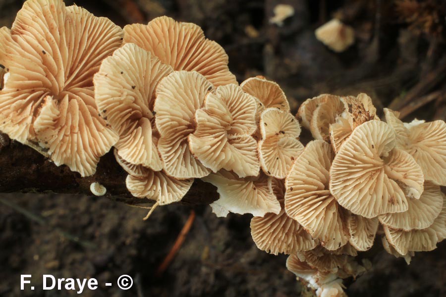 Crepidotus mollis