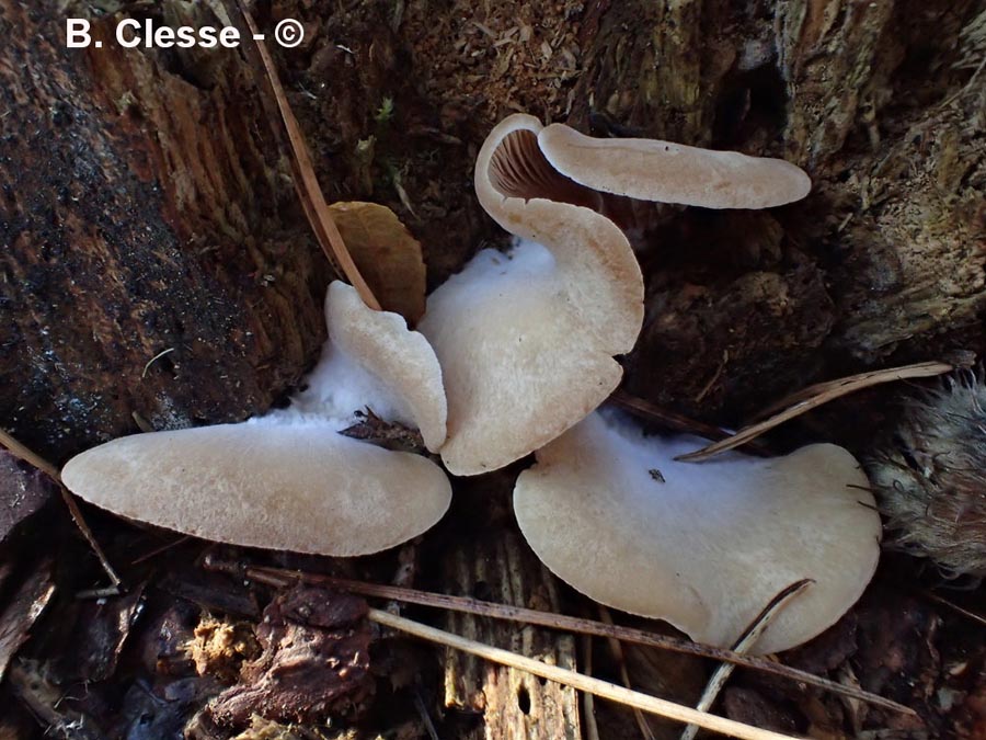 Crepidotus pini