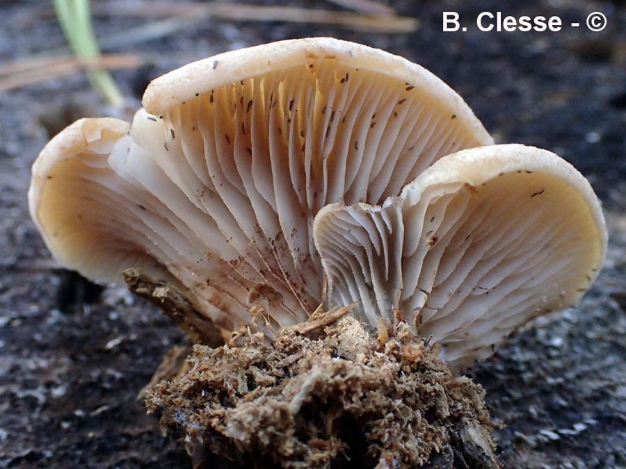 Crepidotus pini