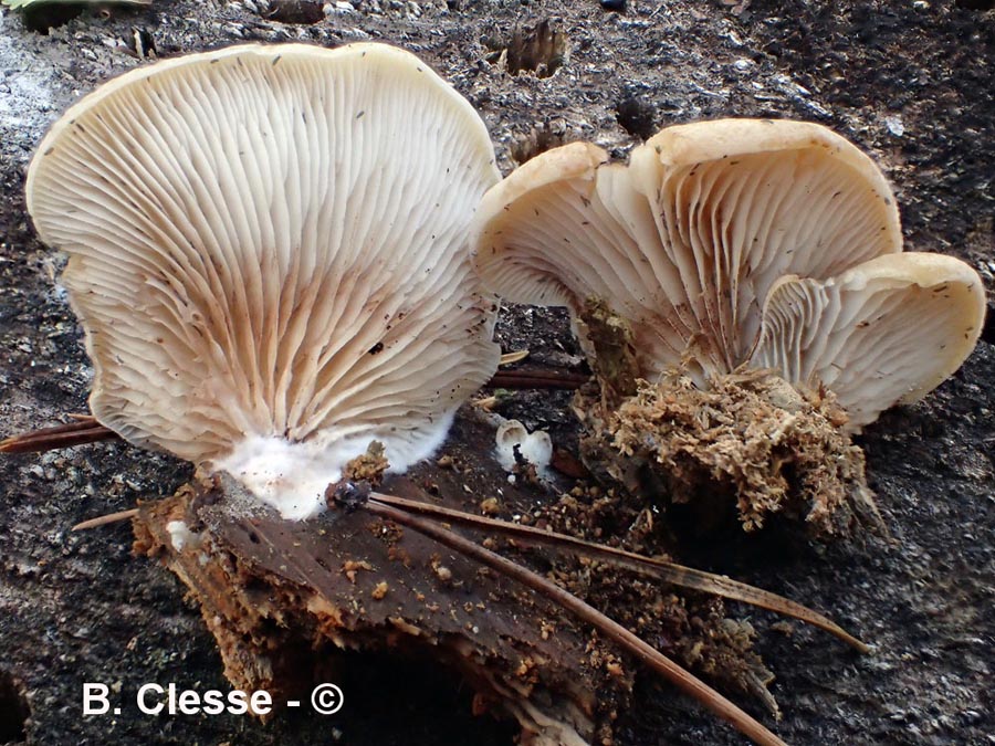 Crepidotus pini