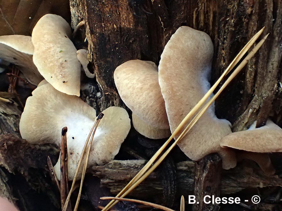 Crepidotus pini