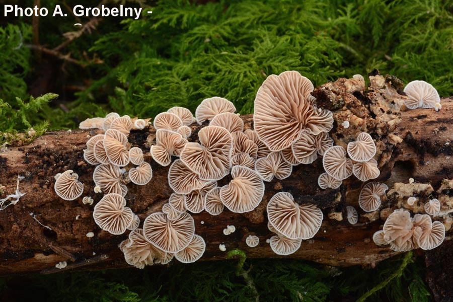 Crepidotus subverrucisporus