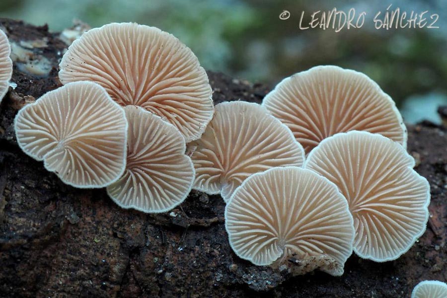 Crepidotus subverrucisporus