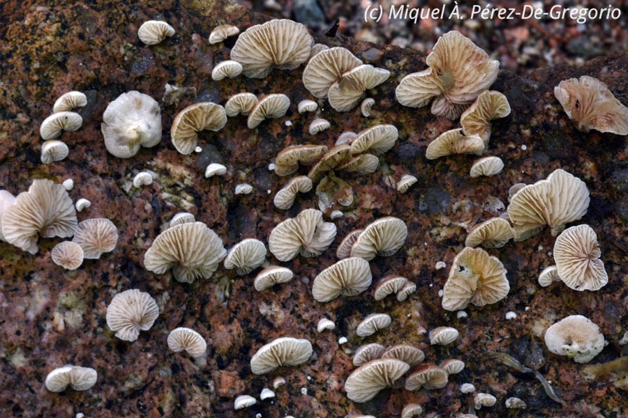 Crepidotus subverrucisporus