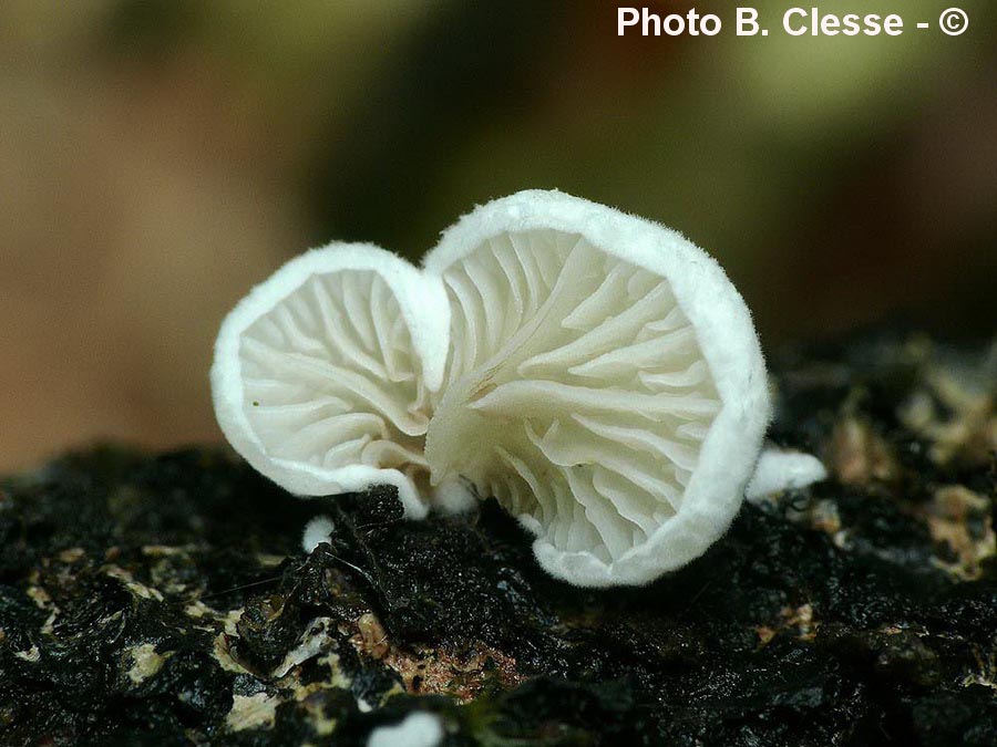 Crepidotus variabilis