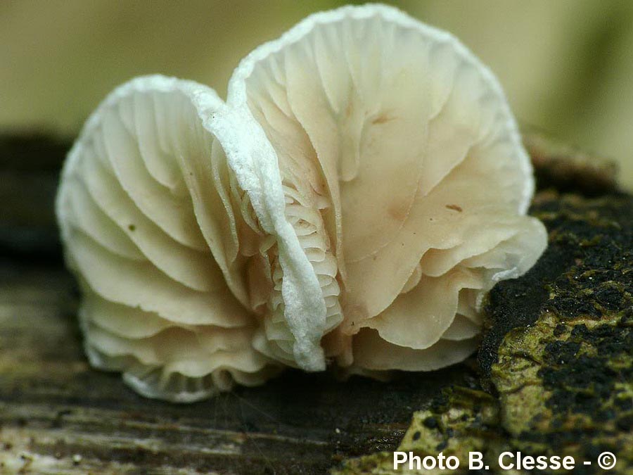 Crepidotus variabilis