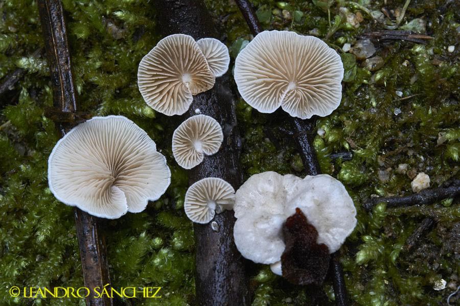 Crepidotus variabilis