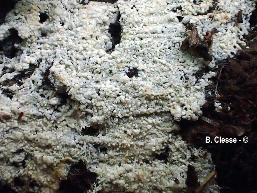 Cristinia helvetica