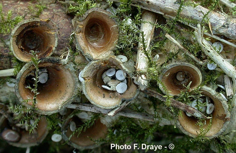 Cyathus olla