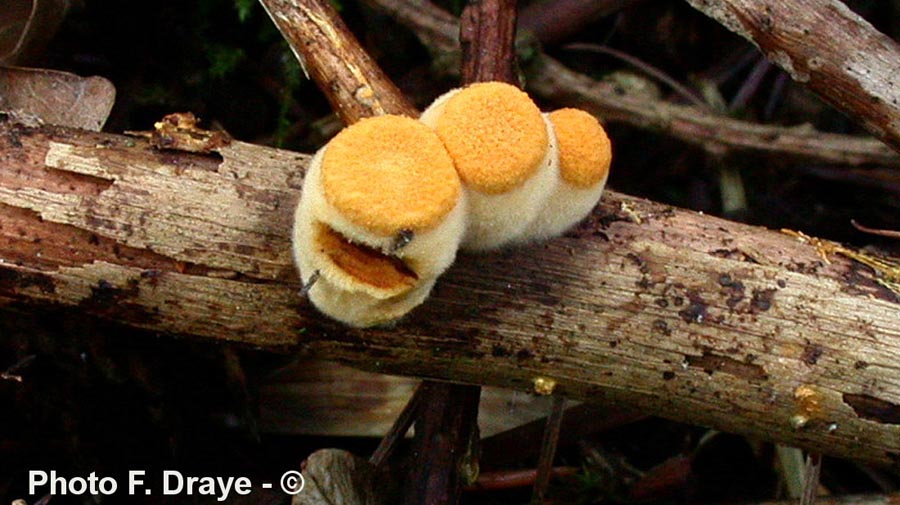 Cyathus olla