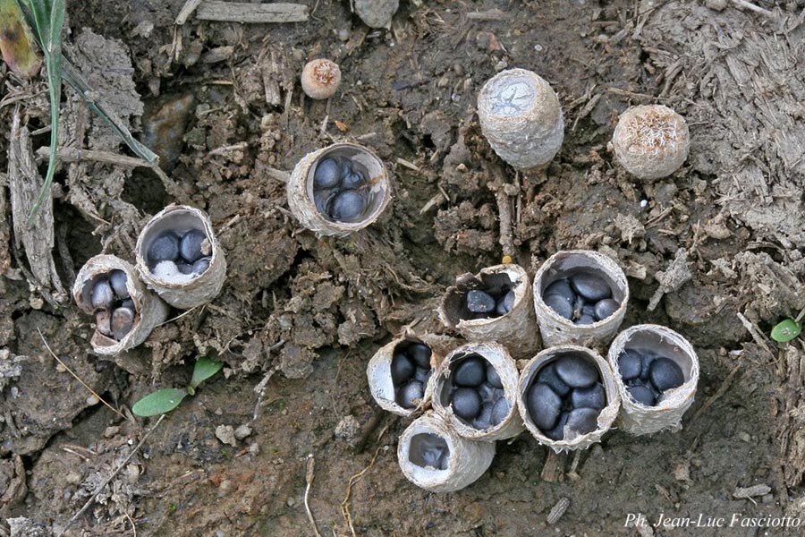 Cyathus stercoreus