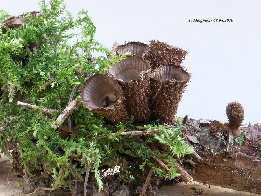 Cyathus striatus