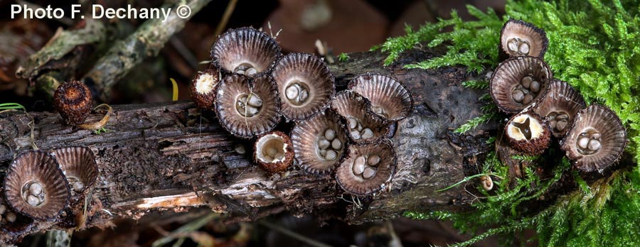 Cyathus striatus