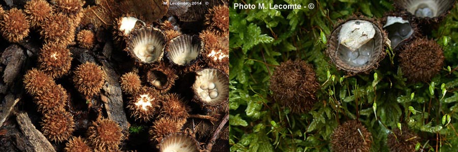 Cyathus striatus