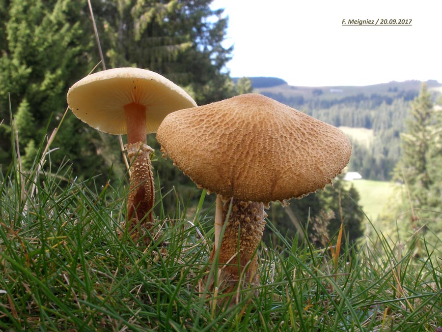 Cystoderma amianthinum