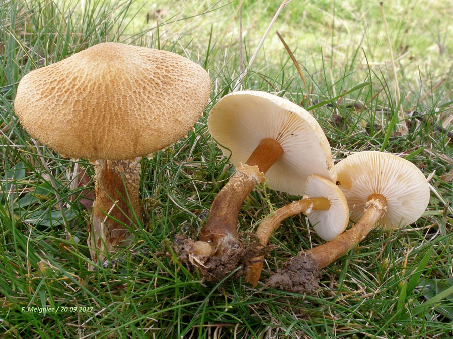 Cystoderma amianthinum