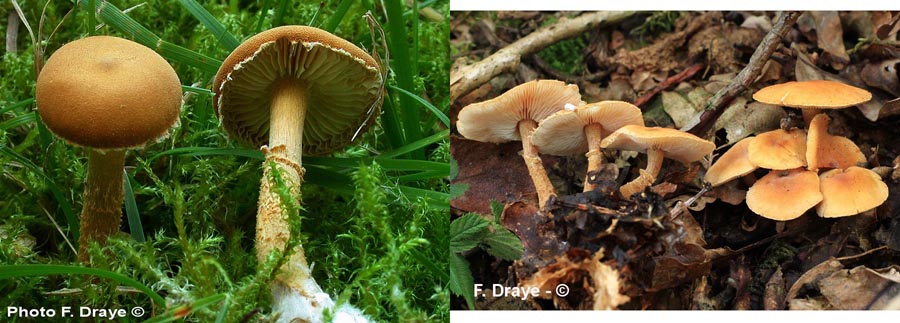 Cystoderma amianthinum