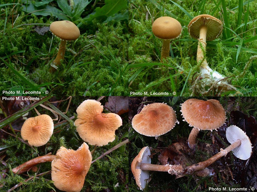 Cystoderma amianthinum