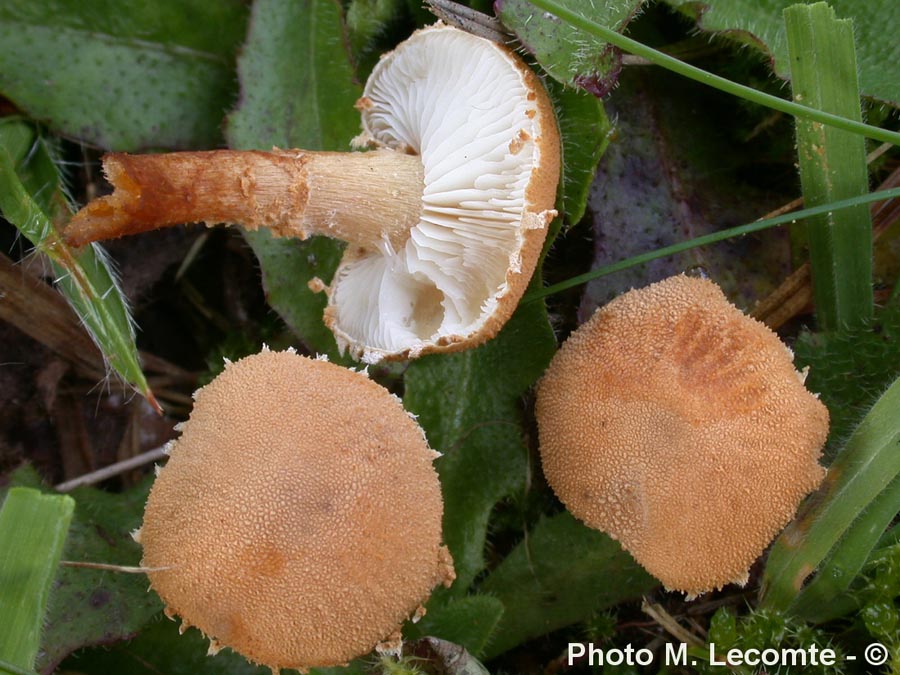 Cystoderma carcharias