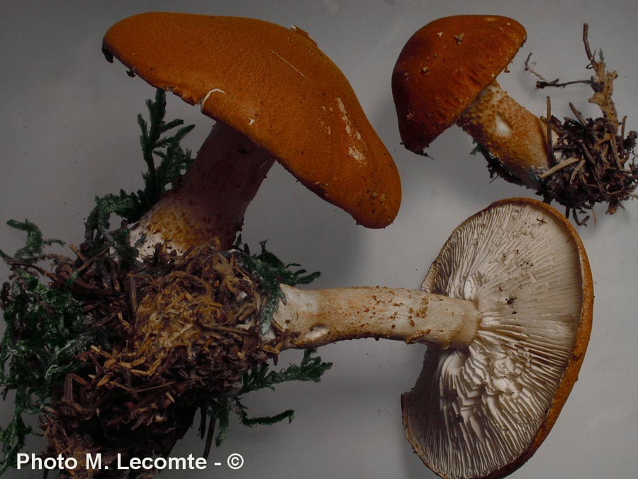 Cystoderma cinnabarinum