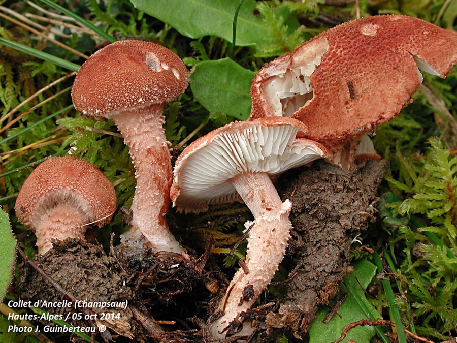 Cystoderma granulosum