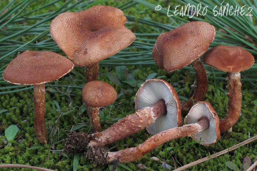 Cystoderma granulosum