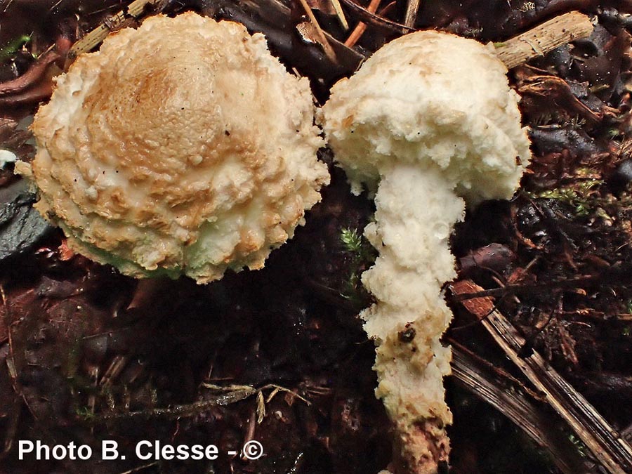 Cystolepiota adulterina