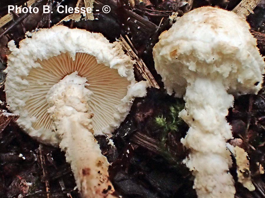 Cystolepiota adulterina