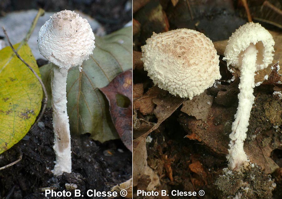 Cystolepiota adulterina