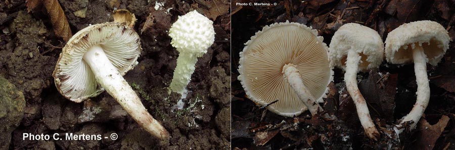 Cystolepiota adulterina