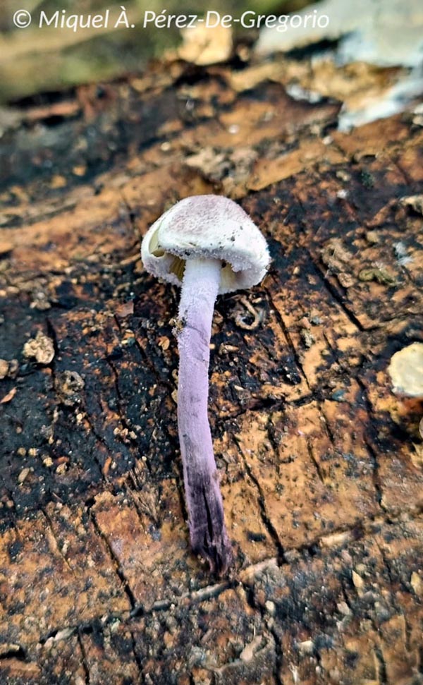 Cystolepiota bucknallii