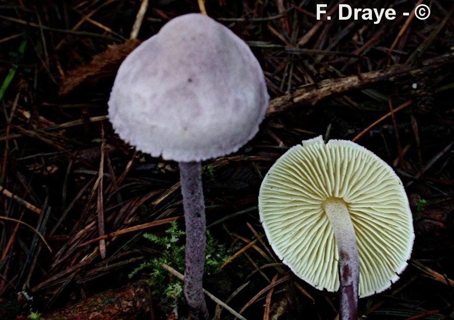 Cystolepiota bucknallii