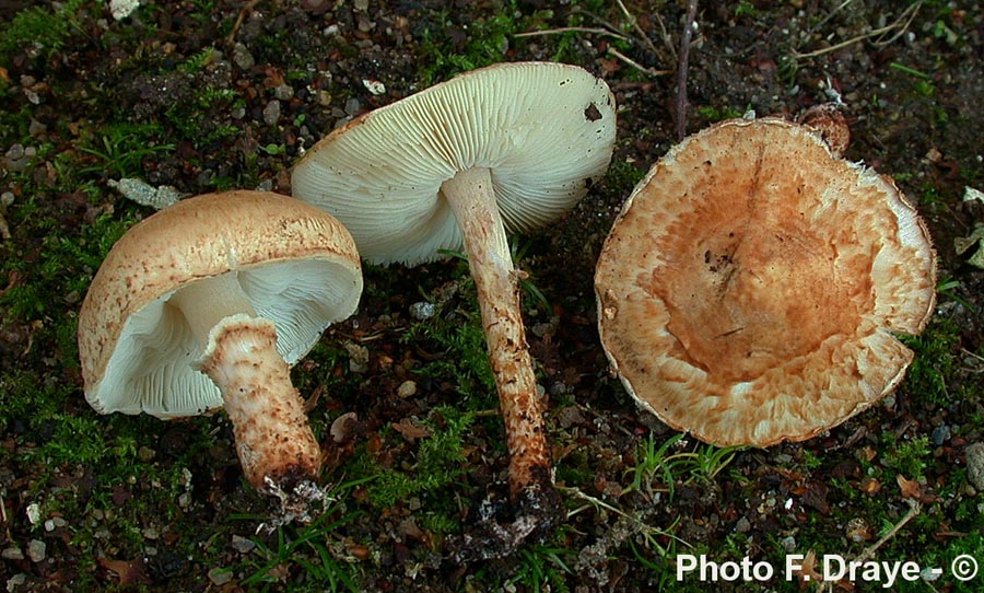 Cystolepiota carinii