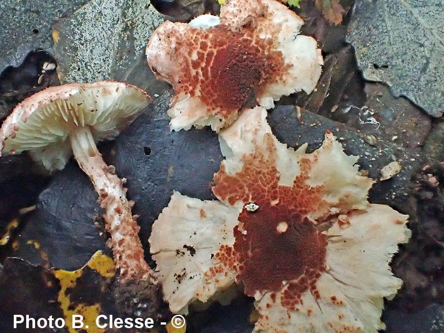 Cystolepiota moelleri