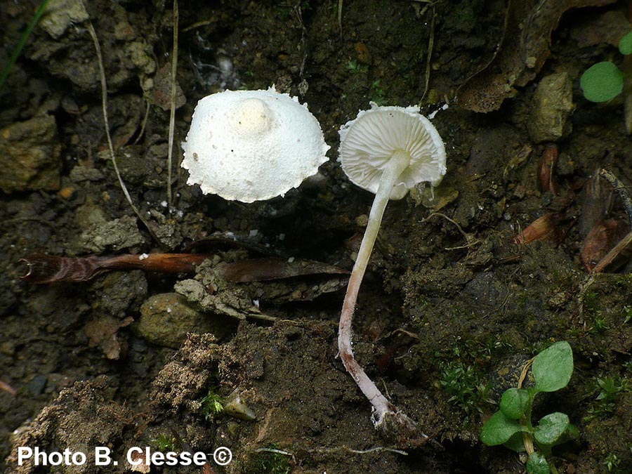 Cystolepiota seminuda