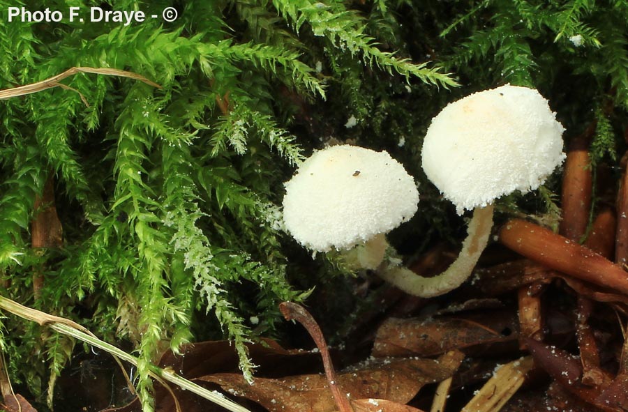 Cystolepiota seminuda