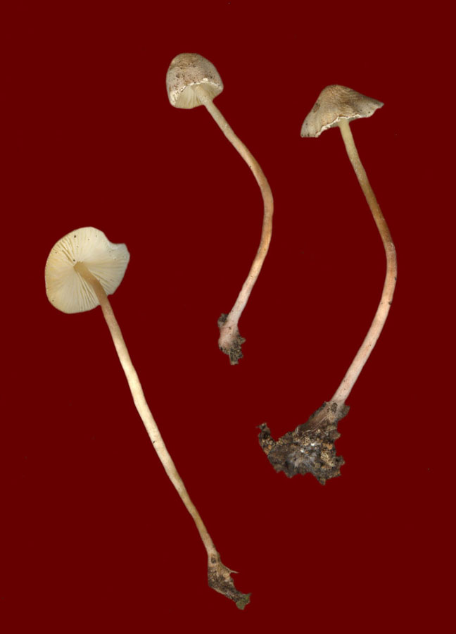 Cystolepiota seminuda