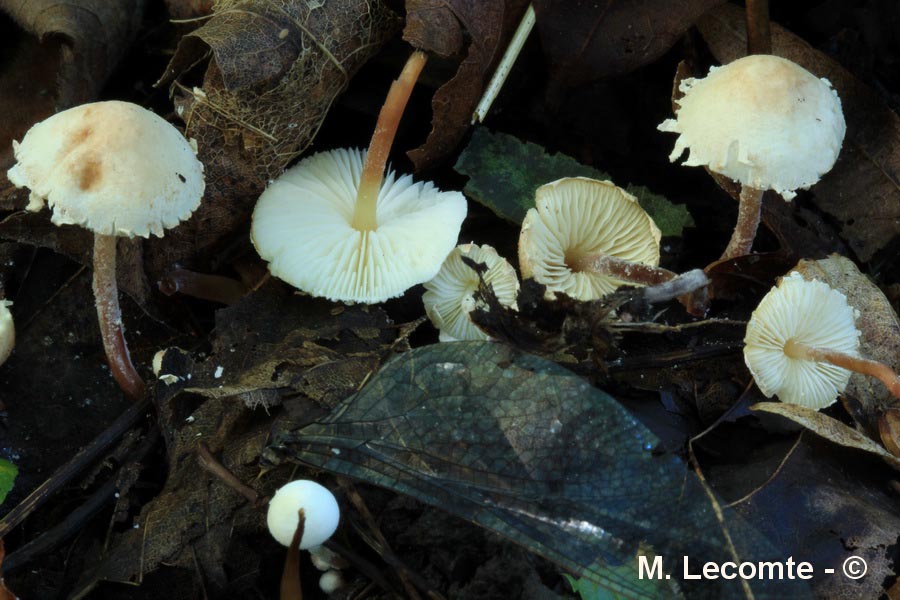 Cystolepiota seminuda (Lepiota seminuda)