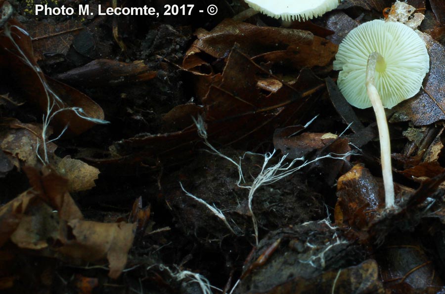 Cystolepiota seminuda