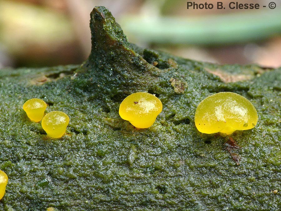 Dacrymyces capitatus (B. Clesse)