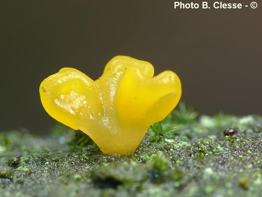 Dacrymyces capitatus (B. Clesse)